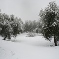 L'agro di Giovinazzo imbiancato