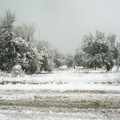L'agro di Giovinazzo imbiancato