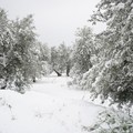 L'agro di Giovinazzo imbiancato