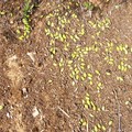 Uliveti distrutti