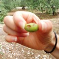 Uliveti distrutti