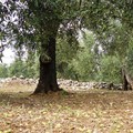 Uliveti distrutti