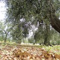 Uliveti distrutti