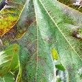 Uliveti distrutti