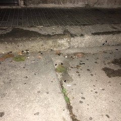 Emergenza blatte in via Dalmazia e piazza Kennedy