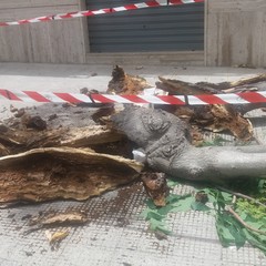 Il ramo caduto