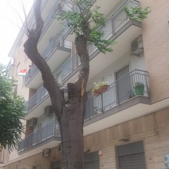 L'albero da cui è caduto il grosso ramo