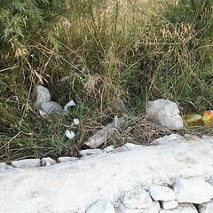 Rifiuti tra i cespugli dove si annidano anche topi