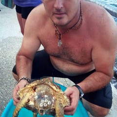 Lobasso con la tartaruga