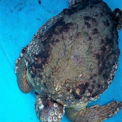 La tartaruga salvata