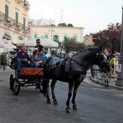 Sfilata di carrozze, cavalli e traini 2016
