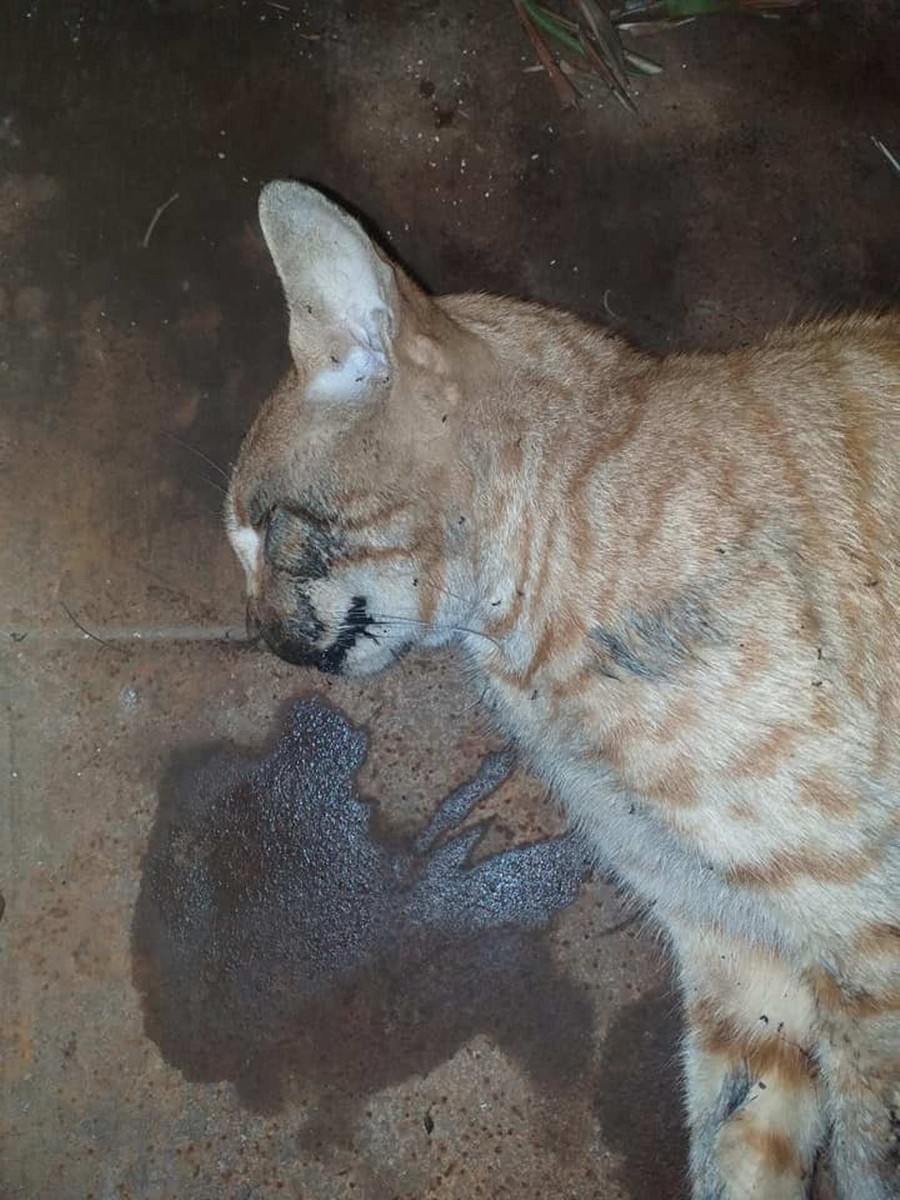 La povera gatta uccisa a Giovinazzo