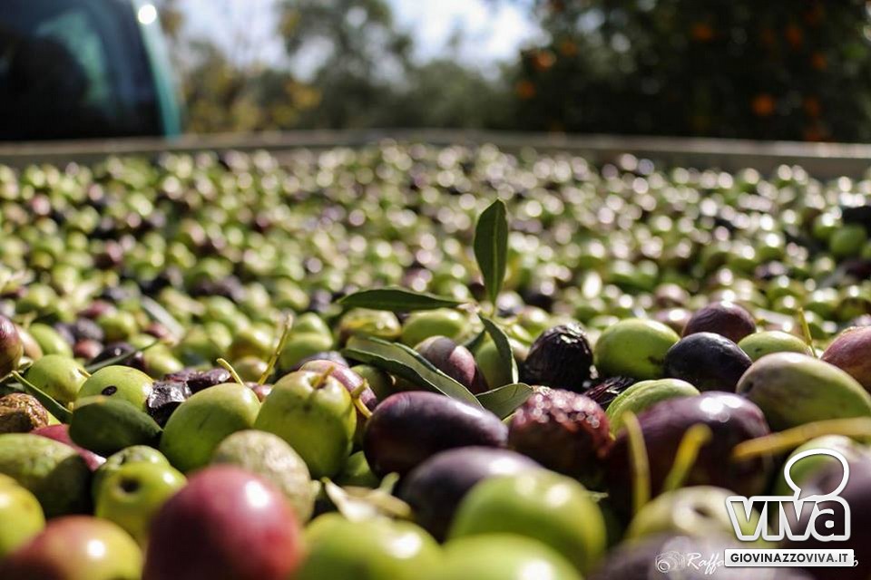Olio EVO