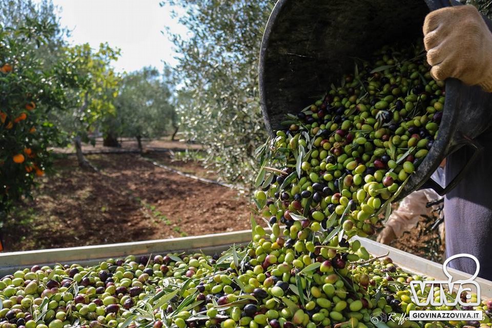 Olio EVO