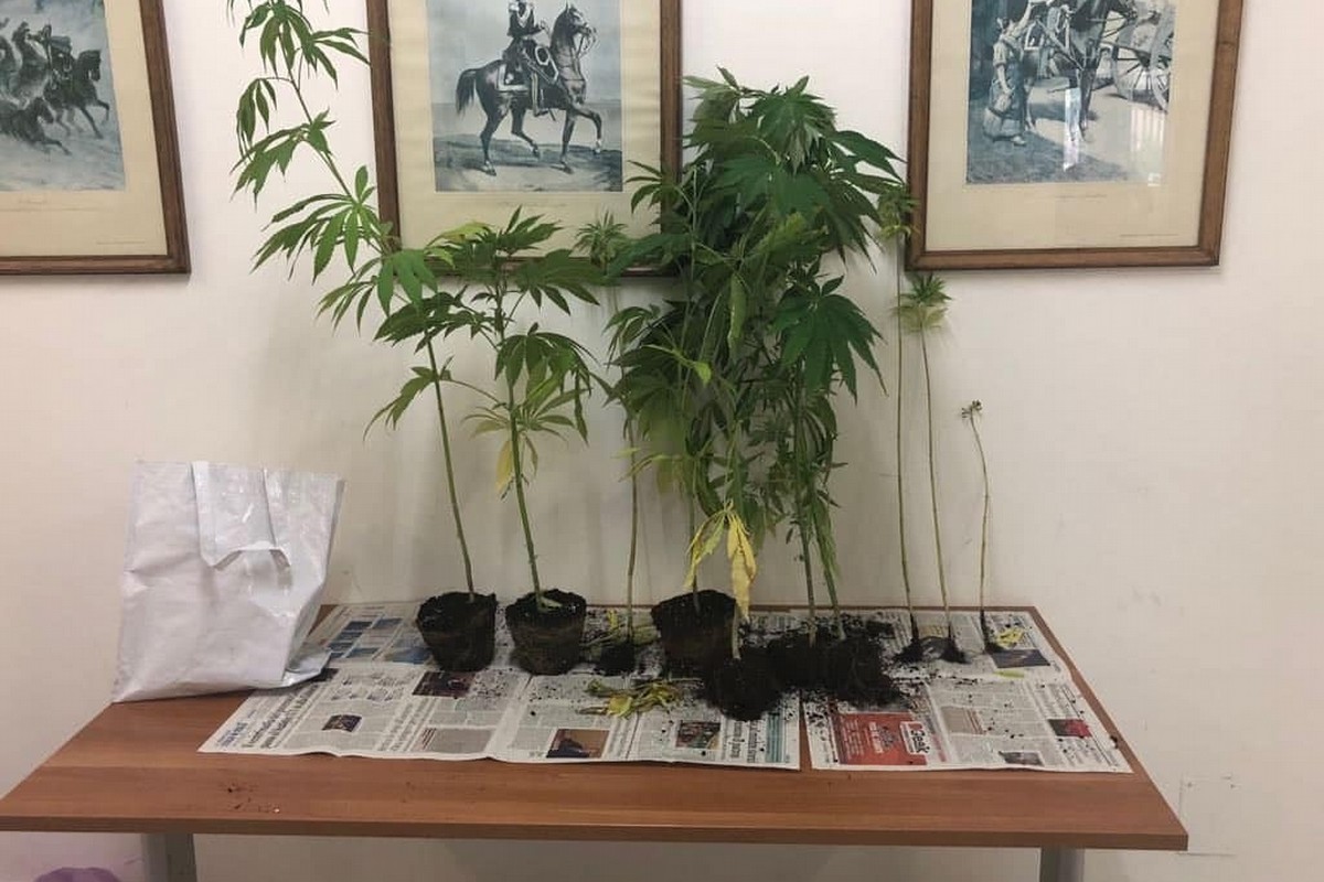 Le 13 piante di marijuana sequestrate dai Carabinieri