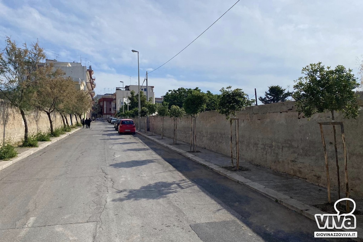 Nuove alberature Giovinazzo