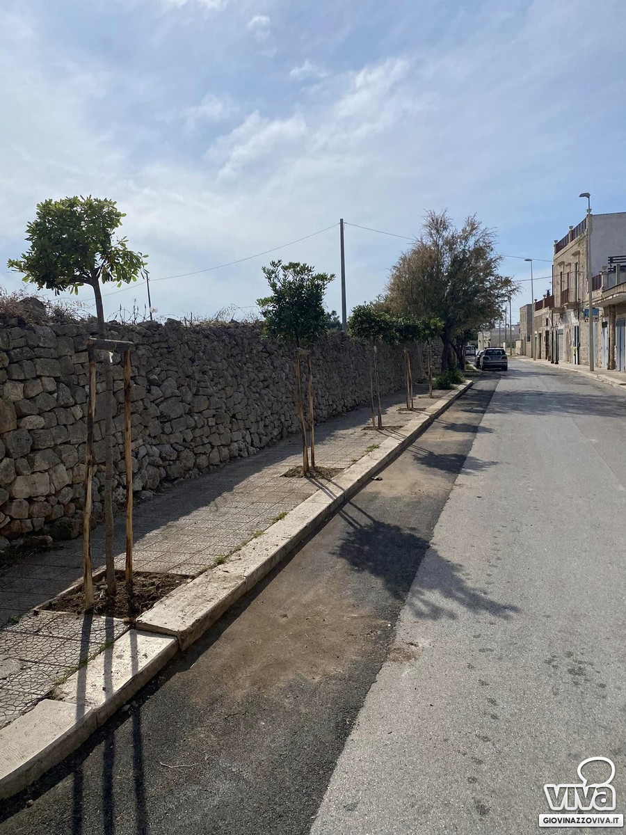 Nuove alberature Giovinazzo