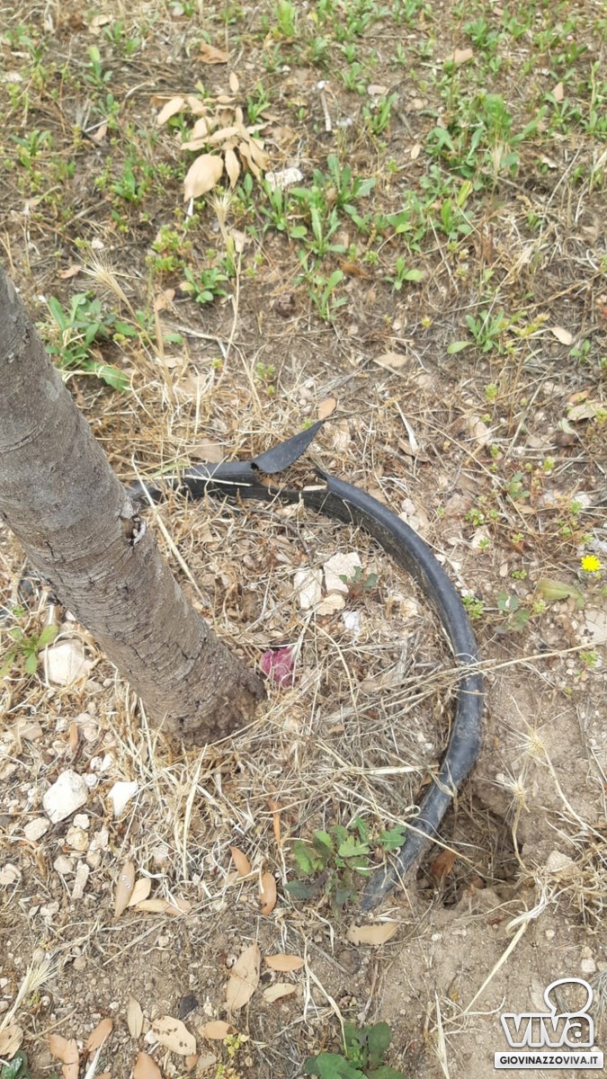 Vasi di plastica sotto gli alberi piantati