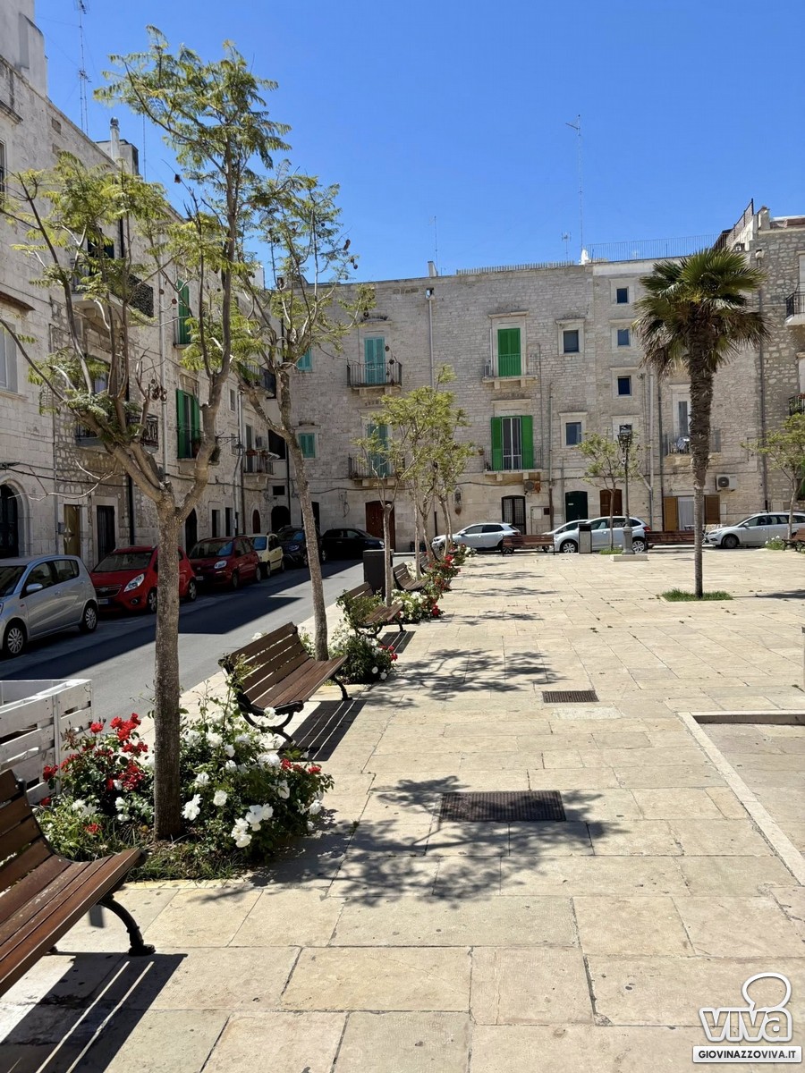 Nuove rose in piazza Porto