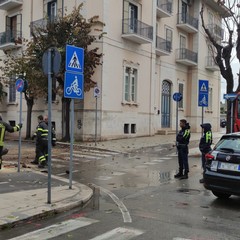 Tragedia sfiorata a Giovinazzo: albero si schianta in viale De Gaetano