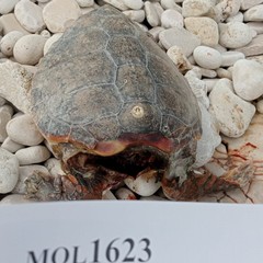 Due tartarughe spiaggiate sulla costa Giovinazzo, una non aveva la testa