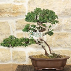 Le foto dei bonsai rubati al vivaio Pollice Verde