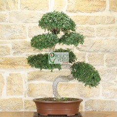 Le foto dei bonsai rubati al vivaio Pollice Verde