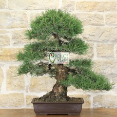 Le foto dei bonsai rubati al vivaio Pollice Verde