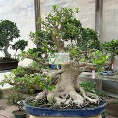 Le foto dei bonsai rubati al vivaio Pollice Verde