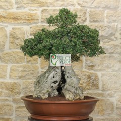 Le foto dei bonsai rubati al vivaio Pollice Verde