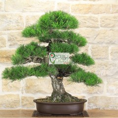 Le foto dei bonsai rubati al vivaio Pollice Verde