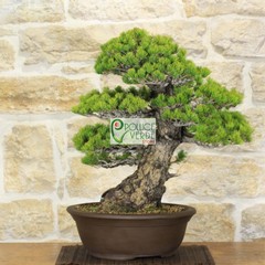 Le foto dei bonsai rubati al vivaio Pollice Verde