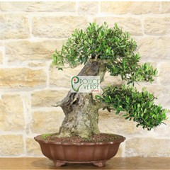 Le foto dei bonsai rubati al vivaio Pollice Verde