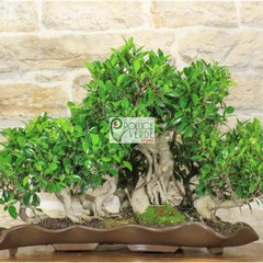 Le foto dei bonsai rubati al vivaio Pollice Verde