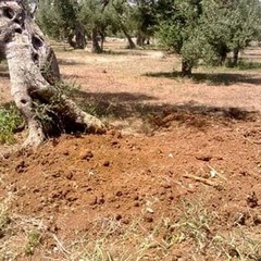 Ulivi rubati a un'imprenditrice. Coldiretti: «Non ne possiamo più»