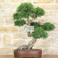 Le foto dei bonsai rubati al vivaio Pollice Verde