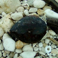 La tartaruga spiaggiata a sud di Giovinazzo