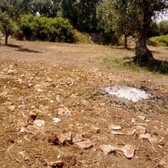 Ulivi rubati a un'imprenditrice. Coldiretti: «Non ne possiamo più»