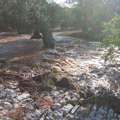 Campagne allagate sulla strada per San Pietro Pago