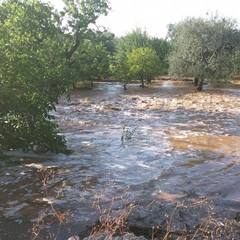 Campagne allagate sulla strada per San Pietro Pago