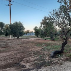 Roghi rifiuti