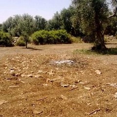 Ulivi rubati a un'imprenditrice. Coldiretti: «Non ne possiamo più»