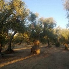 Ulivi rubati a un'imprenditrice. Coldiretti: «Non ne possiamo più»