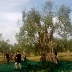 Ulivi rubati a un'imprenditrice. Coldiretti: «Non ne possiamo più»