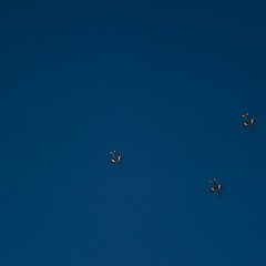 Le Frecce Tricolori viste da Giuseppe Palmiotto