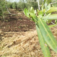 Maltempo, nelle campagne di Giovinazzo è strage di ulivi