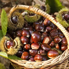 Alimenti d'autunno