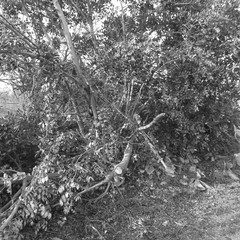 Alberi spezzati