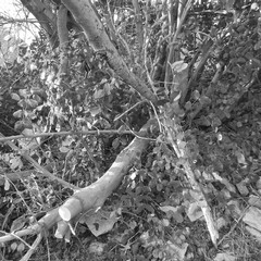 Alberi spezzati