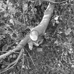 Alberi spezzati